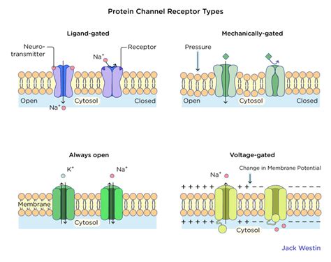 Membrane Receptors - Plasma Membrane - MCAT Content