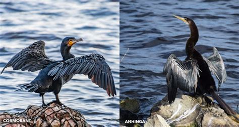 Anhinga vs Cormorant- Difference Between Anhinga & Cormorant