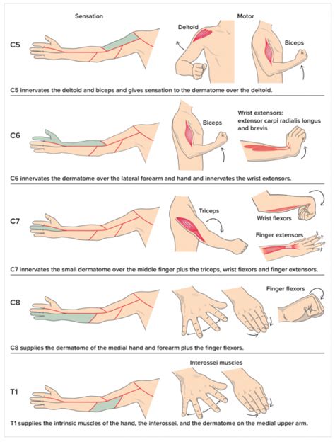 😀 Define dermatome. Difference Between Dermatome and Myotome. 2019-01-23