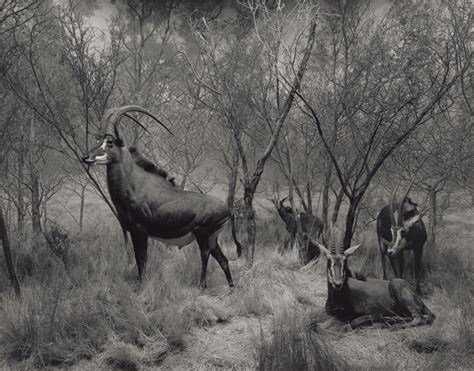 hiroshi sugimoto dioramas - Buscar con Google