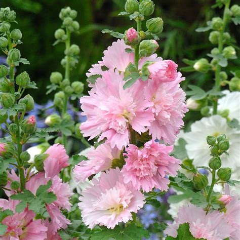 25 Double Pink White Hollyhock Seeds Perennial Giant Flower - Etsy