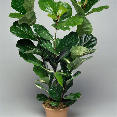 Fiddleleaf fig (Ficus lyrata) | Indoor plants low light, Plants, Large ...