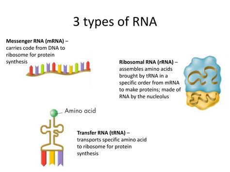 Types Of Rna Diagram