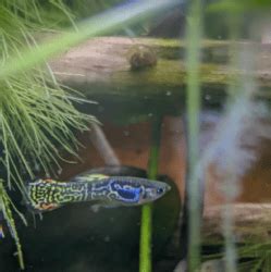 Rainbow Guppy: Complete Guide to Care, Breeding, and Tank Size