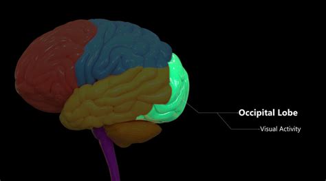 Occipital Lobe - The Definitive Guide | Biology Dictionary