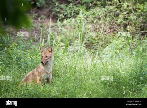 Indian Jackal (Canis aureus indicus) in habitat. Keoladeo National Park ...