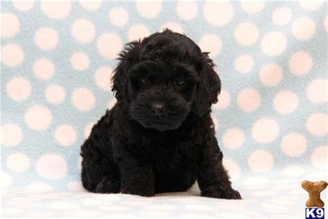 Mixed Breed Puppy for Sale: Tyke / Cockapoo 10 Years old