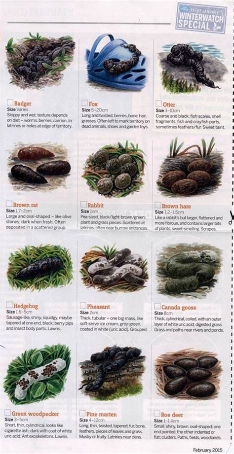 Wildlife poo identification guide – Little Silver Hedgehog