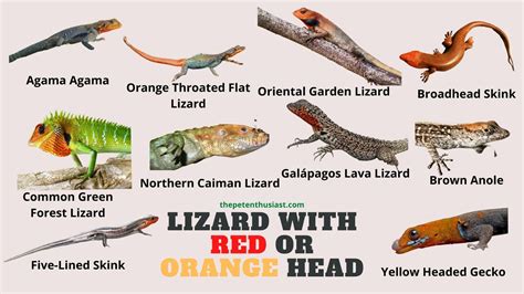 What Lizard With An Orange Or Red Head? 10 Kinds With Photos