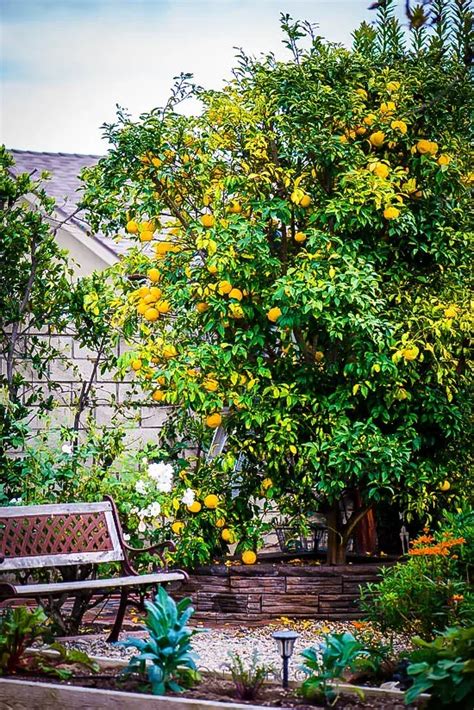 Yuzo Citron Trees For Sale Online | The Tree Center