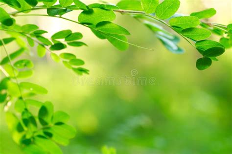 Acacia leaves stock image. Image of season, summer, clean - 15244243