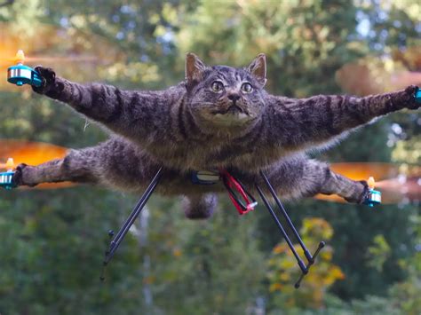 equilibrado Moderar Conejo drone taxidermy Sencillez Matemático ...