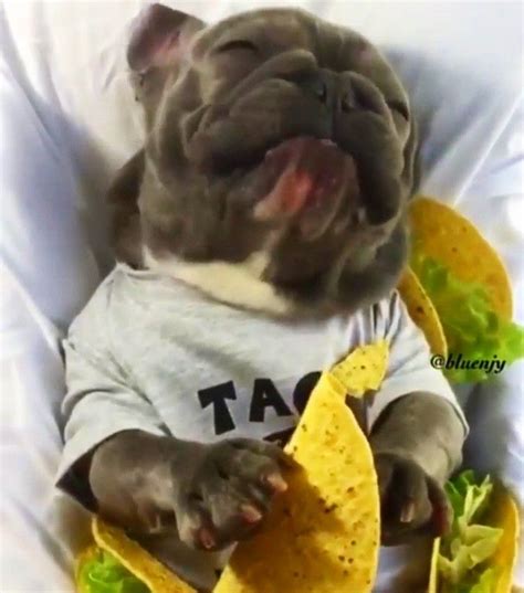 a dog is laying down with a taco in it's mouth