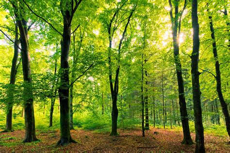 Beech Tree Forest - natural Free Photo Download | FreeImages