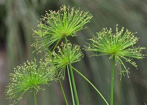 Papyrus plants - satrety