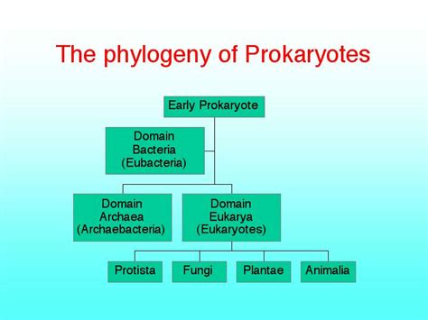 The phylogeny of Prokaryotes