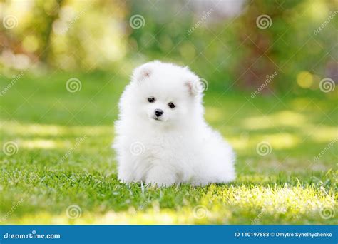 Cute White Pomeranian