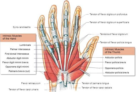 Intrinsic hand muscles (N, O, I, F) Diagram | Quizlet