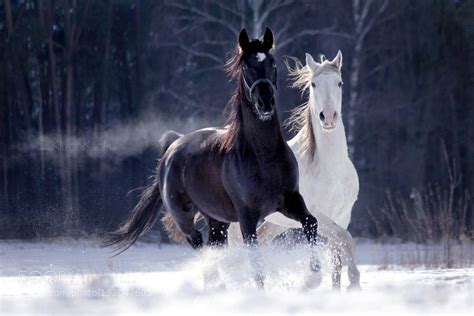 snow horses | Horses, White horses, Most beautiful horses