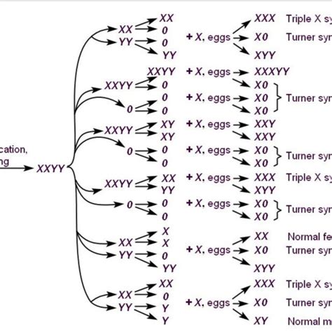 Formation of tetravalents in autopolyploid (A) or bivalents in ...