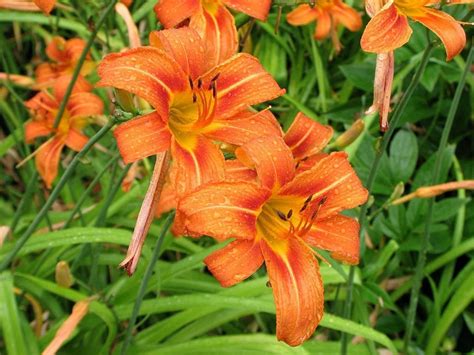 10 Wild Orange Day Lilly Plants Root System Only Twany | Etsy