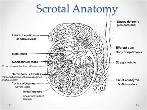 PPT - Scrotal Ultrasound PowerPoint Presentation - ID:5671926