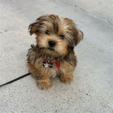 Shorkie | Yorkie..Parti Yorkie..Morkie..Shorkie | Pinterest | Dog ...