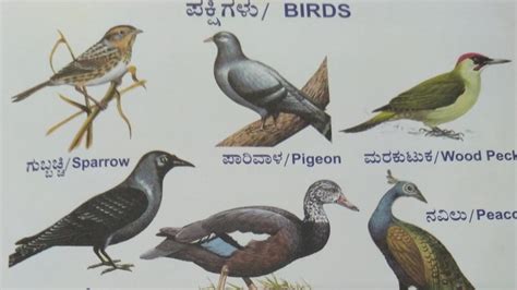 Learn Birds name in Kannada |pakshigala hesaru in kannada | birds ...