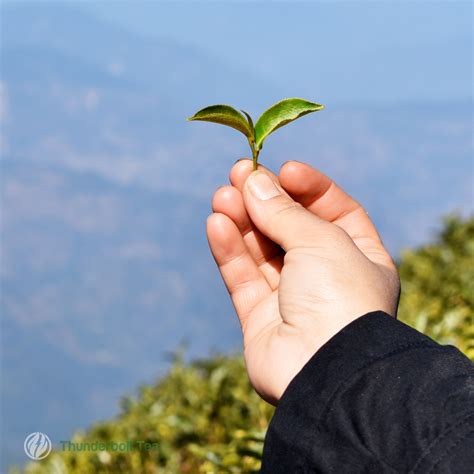 Darjeeling Tea Gardens - 87 Operational Tea Estates Name list and info