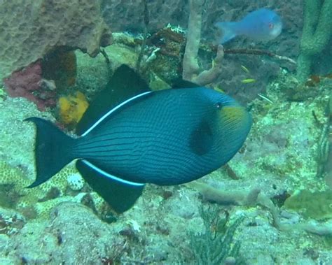 Black triggerfish - Facts, Diet, Habitat & Pictures on Animalia.bio