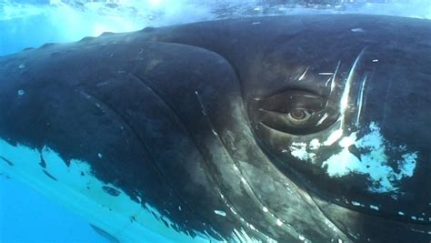 Humpback whale eye : pics