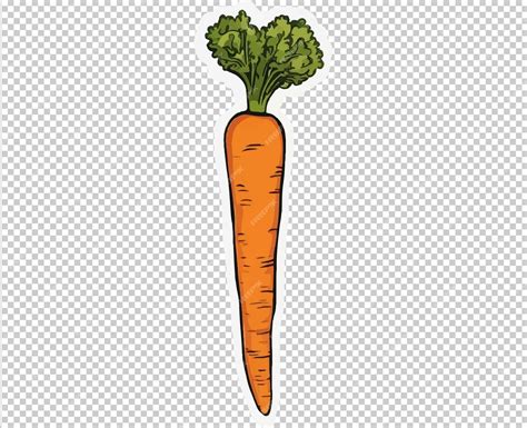 Premium Vector | Carrot vector