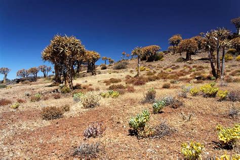 The Kalahari - Botswana