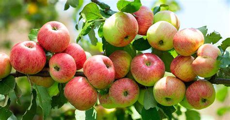 13 of the Finest Dwarf Apple Tree Varieties - naturery.net