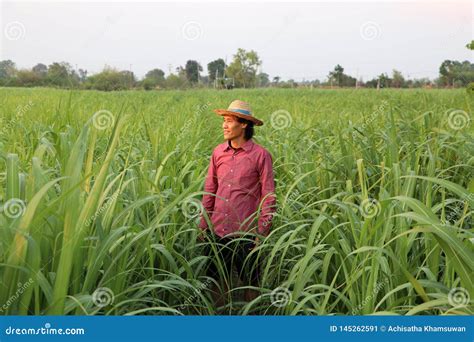 Farmer Cut Sugarcane In Harvest Season Stock Photography ...