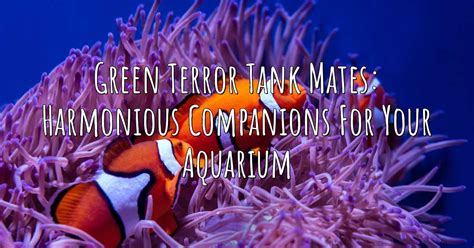 Green Terror Tank Mates: Harmonious Companions for Your Aquarium – Aqua ...