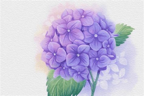 Hydrangea Watercolor Procreate Tutorial