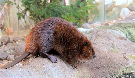 Les rêveries d'un promeneur solitaire: Beaver, roi des bricoleurs. Le ...