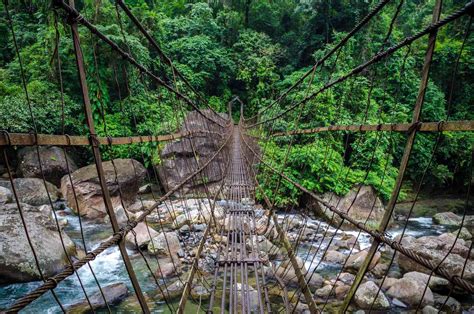 Meghalaya's Living Root Bridges: Complete Travel Guide