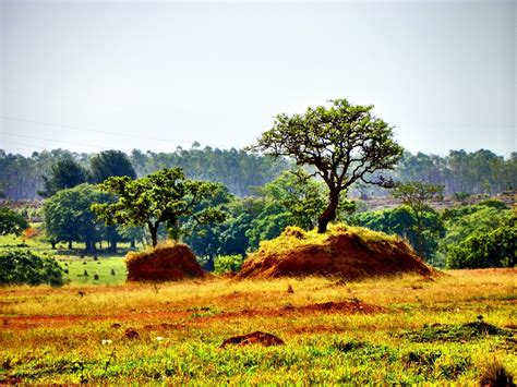 Cerrado: o que é e quais são suas características? - Site Sustentável