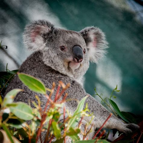 The Strange and Scary Creatures Down Under: From Kangaroos to Sharks ...