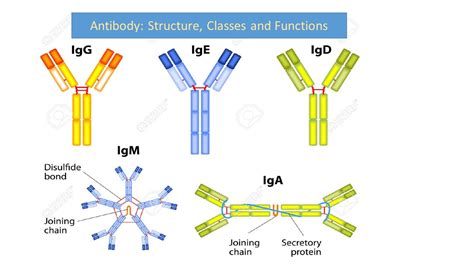 Antibody: Structure, classes and functions - Online Biology Notes