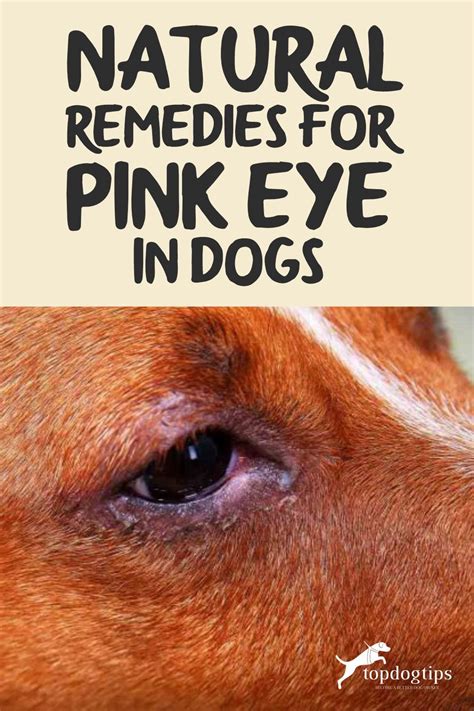 How Can I Treat My Dogs Conjunctivitis At Home