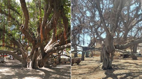 Maui's 150-year-old banyan tree showing green after being charred by ...