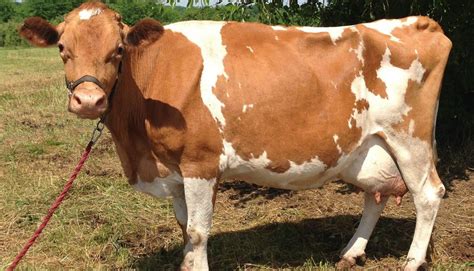 Guernsey Cattle Breed – Everything You Need to Know