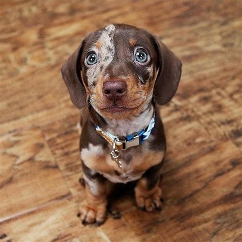 Pin by Spectral Cosmic on Animais | Dachshund puppies, Dapple dachshund ...