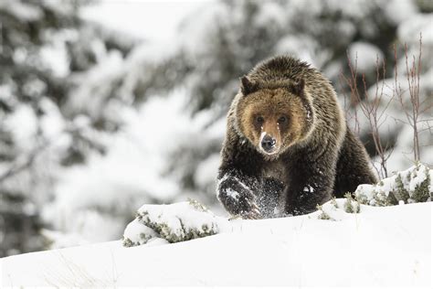 Snow Day, Brown Bear, Wildlife Photography, Grizzly Bears, Animals ...