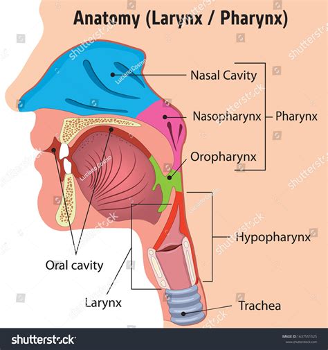 Larynx Pharynx Diagram