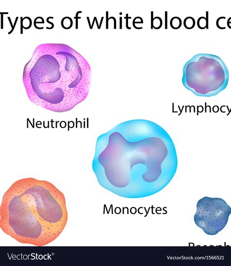 White Blood Cell Diagram Animal Cell Cells Project