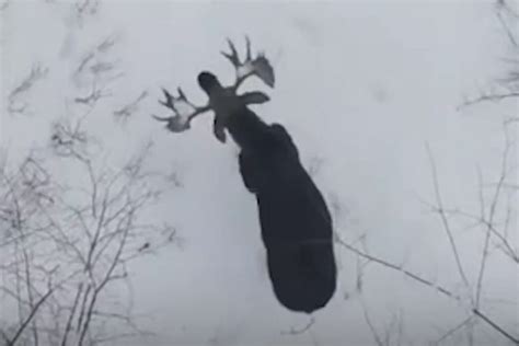 Moose Sheds Both its Antlers in Rare, Stunning Video Filmed on Drone